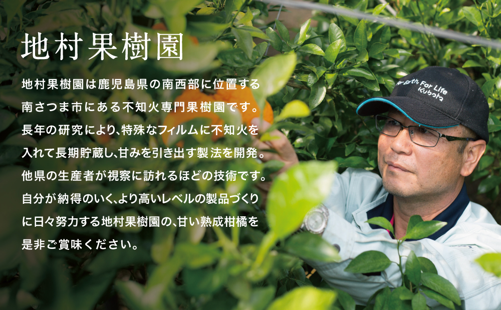 【至高の熟成柑橘】「薩摩の紅桜（不知火）」3Lサイズ12玉 果物 フルーツ 熟成 柑橘 長期貯蔵 しらぬい 不知火 鹿児島 南さつま市