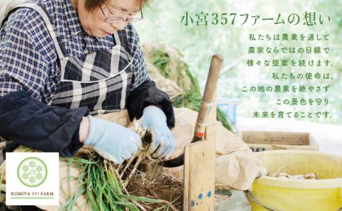 【鹿児島県南さつま市産】期間限定！砂丘地で栽培したエシャレット 約800g（約200g×4袋）