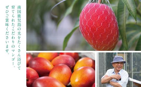 【7月上旬頃出荷開始】鹿児島県産 完熟アップルマンゴー 約1kg（2～3玉）贈答品用 ギフト 果物 フルーツ 国産 鹿児島県南さつま市産 有限会社秀美園