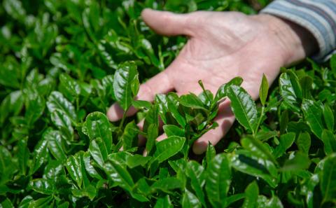 【贈答用】鹿児島県産緑茶 大浦茶 一番茶 3本セット 計300g（100g×3） 鹿児島県産 かごしま お茶 日本茶 緑茶 茶葉 南さつま市 徳留茶農園