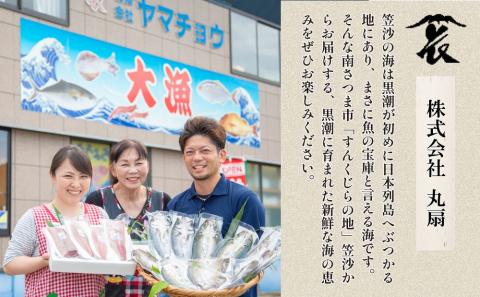 【漁師厳選】希少 鹿児島特産 月日貝 30枚