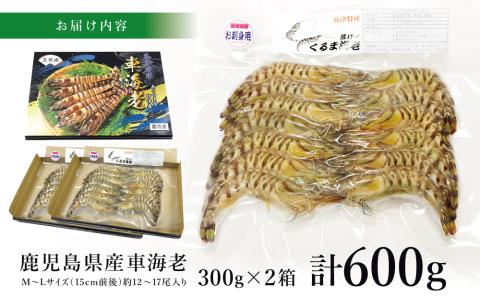 【鹿児島県産】活〆 冷凍車海老 600g（生食用） えび クルマエビ 車えび 海鮮 海産物 刺身 寿司 天ぷら 塩焼き エビフライ 急速冷凍 冷凍 鹿児島 坊津 南さつま市