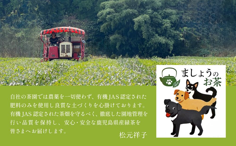 【鹿児島県産緑茶】ましょうのお茶「さえあかり」「さえあかり×在来茶」4本セット 計200g 鹿児島県産 かごしま お茶 日本茶 緑茶 茶葉 南さつま市