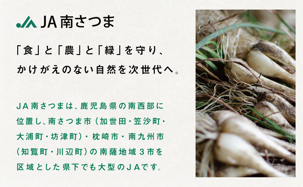 ◆5月中旬発送開始◆【鹿児島県南さつま市産】加世田砂丘らっきょう 約10kg ラッキョウ サラダ 天ぷら かき揚げ 酢味噌 特産品 野菜 旬 期間限定 JA 南さつま市