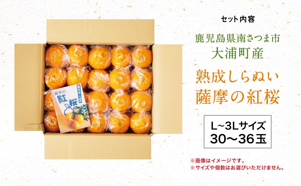 【至高の熟成柑橘】「薩摩の紅桜（不知火）」ご自宅用 30～36玉［L～3Lサイズ］果物 フルーツ 熟成 柑橘 長期貯蔵 しらぬい 不知火 鹿児島 南さつま市