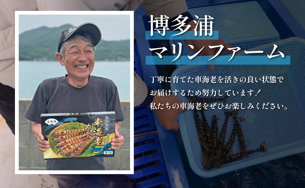 【鹿児島県産】冷凍 車海老 LLサイズ 300g （加熱用） 車エビ 車えび くるまえび 海老 エビ えび 海の幸 海鮮 九州 国産 魚介 魚介類 真空パック 天ぷら エビフライ エビチリ 冷凍 南さつま市