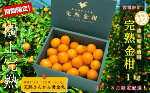 ◆先行受付◆2月～3月末発送【鹿児島県南さつま市産】完熟金柑 黄金丸 約1kg（3L～4L) 柑橘 きんかん 旬 フルーツ 果物 常温 南さつま市