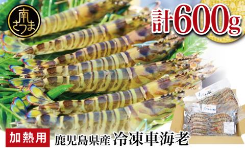 【鹿児島県産】冷凍 車海老 600g （加熱用） 車エビ 車えび くるまえび 海老 冷凍 南さつま市
