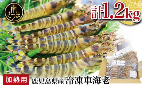 【鹿児島県産】冷凍車海老 1.2kg （加熱用） 車エビ 車えび くるまえび 海老 冷凍 南さつま市