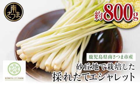 【鹿児島県南さつま市産】期間限定！砂丘地で栽培したエシャレット 約800g（約200g×4袋）