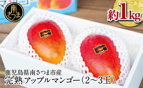 【7月上旬頃出荷開始】鹿児島県産 完熟アップルマンゴー 約1kg（2～3玉）贈答品用 ギフト 果物 フルーツ 国産 鹿児島県南さつま市産 有限会社秀美園