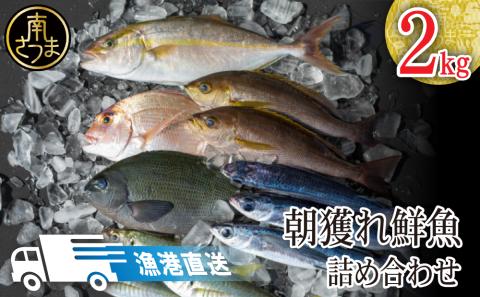 【漁港直送】朝穫れ鮮魚 詰め合わせ 2ｋｇ