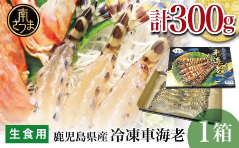 【鹿児島県産】活〆 冷凍車海老 300g（生食用） えび クルマエビ 車えび 海鮮 海産物 刺身 寿司 天ぷら 塩焼き エビフライ 急速冷凍 冷凍 鹿児島 坊津 南さつま市