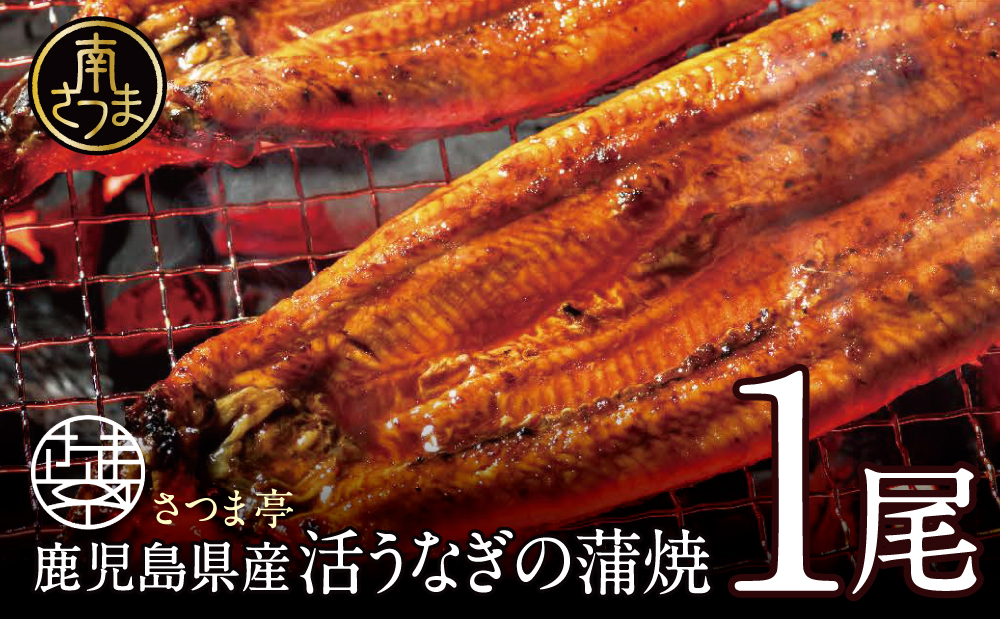 【鹿児島県産】活うなぎの蒲焼1尾 鰻 ウナギ 丑の日 グルメ うな重 うな丼 蒲焼 かば焼き お取り寄せ