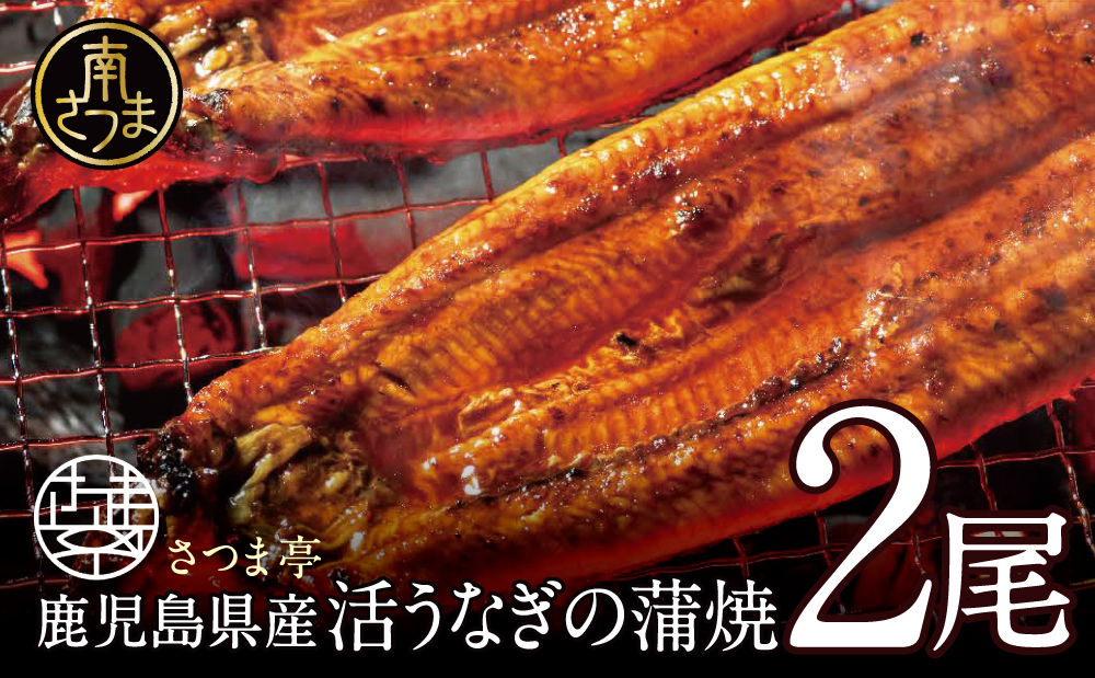 【鹿児島県産】活うなぎの蒲焼2尾 鰻 ウナギ うな重 うな丼 蒲焼 かば焼き 南さつま市