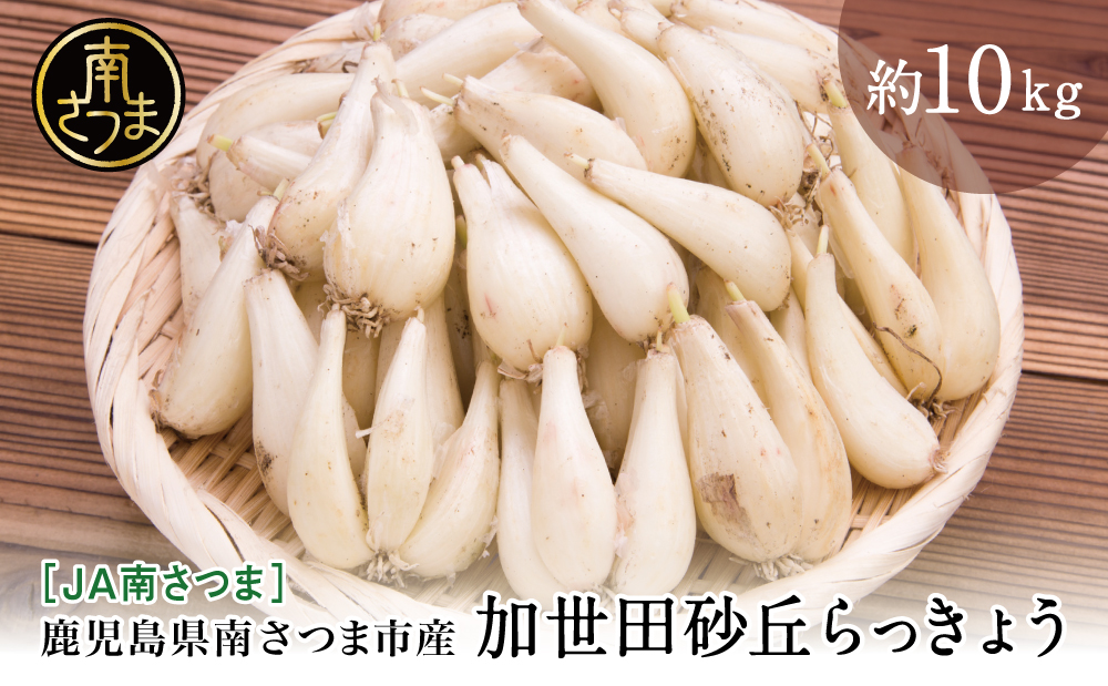 ◆5月中旬発送開始◆【鹿児島県南さつま市産】加世田砂丘らっきょう 約10kg ラッキョウ サラダ 天ぷら かき揚げ 酢味噌 特産品 野菜 旬 期間限定 JA 南さつま市