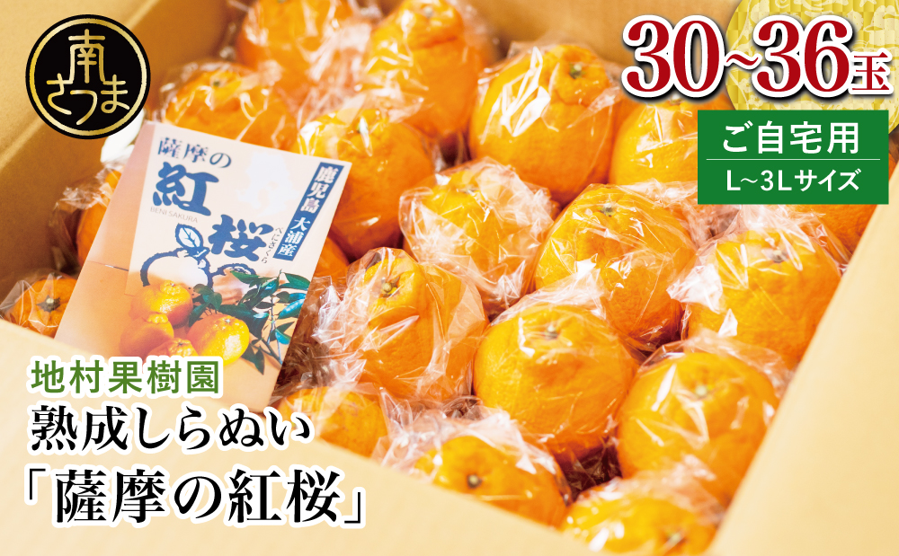 【至高の熟成柑橘】「薩摩の紅桜（不知火）」ご自宅用 30～36玉［L～3Lサイズ］果物 フルーツ 熟成 柑橘 長期貯蔵 しらぬい 不知火 鹿児島 南さつま市