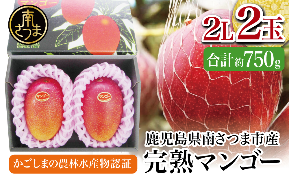 鹿児島県産 完熟マンゴー 2Lサイズ 2玉（化粧箱入り）［数量・期間限定］ マンゴー 完熟マンゴー トロピカルフルーツ 完熟 芳醇 国産 果実 果物 くだもの フルーツ 果肉 果汁 食品 デザート スイーツ おやつ 甘い ジューシー 旬 夏 季節限定 季節の果物 南国フルーツ 南国 おすすめ 高級 ご褒美 贅沢 グルメ 冷蔵 JAさつま日置 鹿児島 鹿児島県 南さつま市