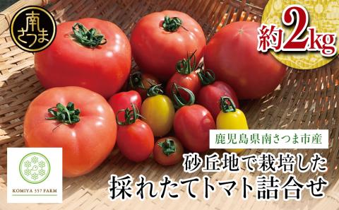 [鹿児島県南さつま市産]砂丘地で栽培 採れたてトマト詰合せ 約2kg