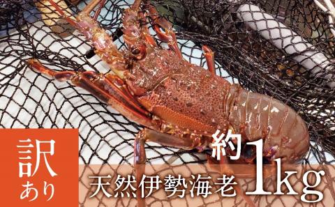 [訳あり]天然伊勢海老約1kg(生食用)