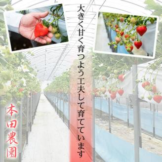 【数量限定】鹿児島県産朝採れイチゴ「恋みのり」約1080g(約270g×4パック)　いちご イチゴ 苺 果物 フルーツ スイーツ デザート お菓子 人気 甘い 大粒 ジャム スムージー a3-209