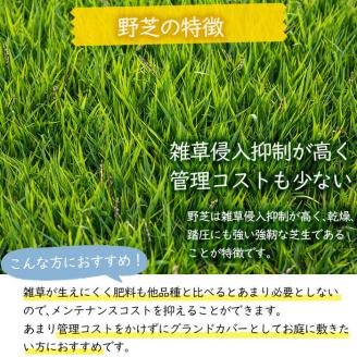天然芝＜野芝＞2平米! 芝 芝生 天然 天然芝 DIY グランドカバー ガーデニング 野芝  鹿児島県 お庭 a1-110