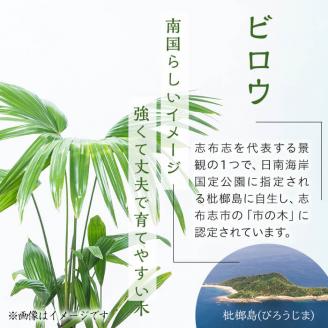 【数量限定】観葉植物 ビロウ ８号サイズ b2-024