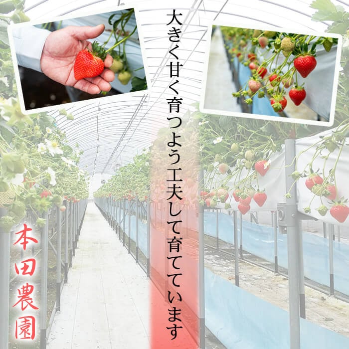 【数量限定】鹿児島県産朝採れイチゴ「恋みのり」約1620g(約270g×6パック) いちご イチゴ 苺 果物 フルーツ スイーツ デザート お菓子 人気 甘い 大粒 ジャム スムージー a3-241