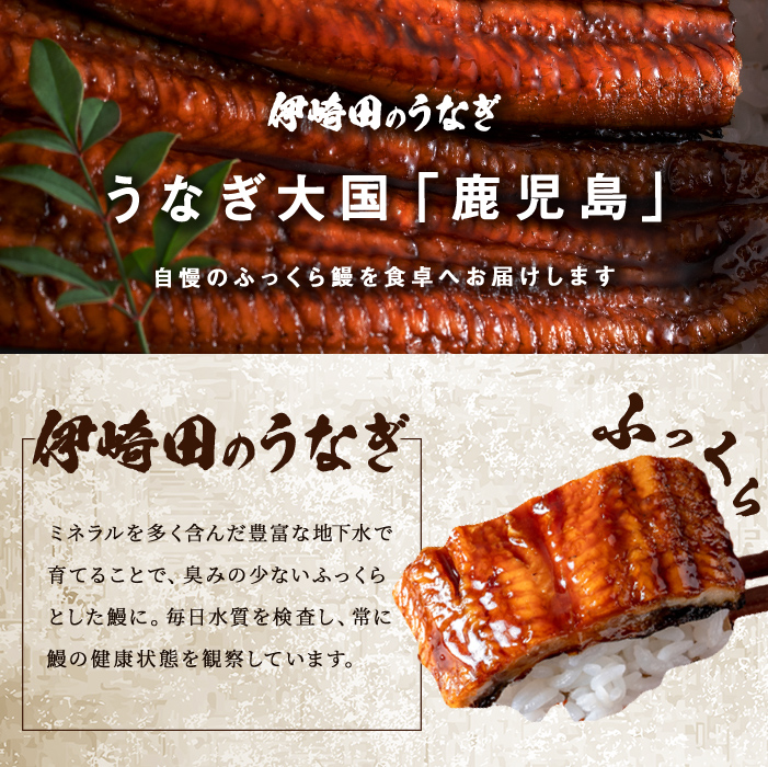 【ギフト対応】【数量限定】鹿児島県産 伊崎田のうなぎ蒲焼 中＜150g以上＞× 2尾(計300g以上) 鰻 うなぎ ウナギ 蒲焼き 2尾 国産 九州産 鹿児島県産 冷凍 おつまみ 鰻重 うな丼 ギフト 贈答用 プレゼント 化粧箱 a9-030