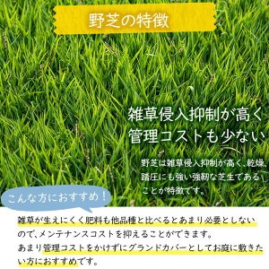 天然芝＜野芝＞10平米! 芝 芝生 天然 天然芝 DIY グランドカバー ガーデニング 野芝  鹿児島県 お庭 c5-030