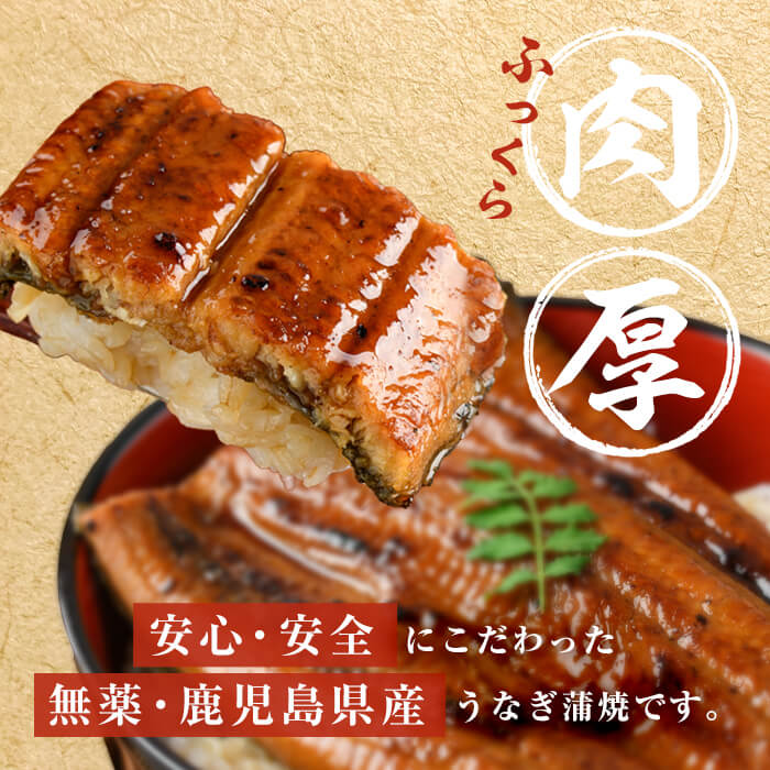【無薬養鰻】 鹿児島産 山田のうなぎ ＜計960g以上＞ (160g以上×6尾) うなぎ 鰻 ウナギ 無薬 養鰻 無投薬 6尾 国産 九州産 蒲焼き かばやき 冷凍 うな重 ひつまぶし タレ 山椒 c2-014