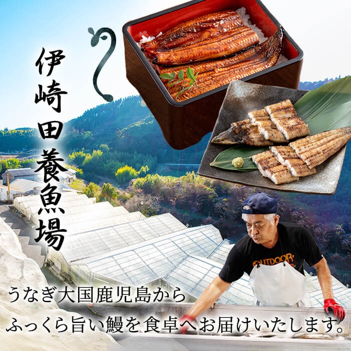 【数量限定】鹿児島県産 伊崎田のうなぎ蒲焼 中＜150g以上＞× 8尾(計1200g以上) 鰻 うなぎ ウナギ 蒲焼き 8尾 国産 九州産 鹿児島県産 冷凍 おつまみ 鰻重 うな丼 e1-001