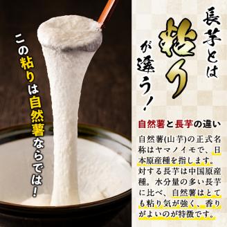 大地の宝！志布志産自然薯 1kg以上(1～2本入り) a1-108