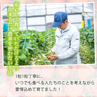 【数量限定】鹿児島県産朝採れイチゴ「恋みのり」約1080g(約270g×4パック)　いちご イチゴ 苺 果物 フルーツ スイーツ デザート お菓子 人気 甘い 大粒 ジャム スムージー a3-209