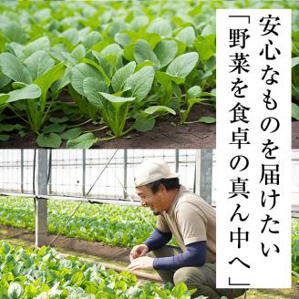 【期間限定・訳あり】志布志湾小松菜ゴールド(計1kg 200g×5袋) 小松菜 こまつな こまつ菜 野菜 やさい 小分け パスタ ナムル スムージー ラーメン 炊き込みご飯 期間限定 訳あり 訳アリ 鹿児島県産 志布志 p8-147