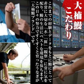 うなぎの大楠＜大＞2尾セット計300g(150g×2)　うなぎ 鰻 ウナギ 2尾 国産 九州産 蒲焼き かばやき 冷凍 うな重 ひつまぶし タレ 山椒 真空パック ランキング 人気 a5-244