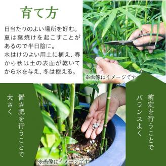 数量限定】観葉植物 ビロウ ８号サイズ b2-024: 志布志市ANAのふるさと納税