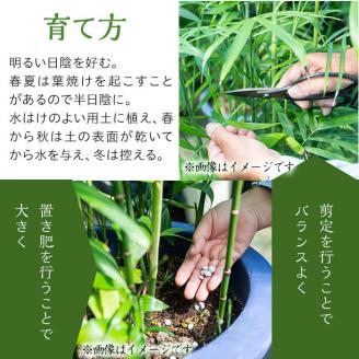 【数量限定】観葉植物 セフリジ ８号サイズ b2-023