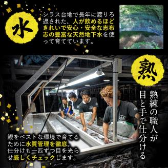 【数量限定】鹿児島県産！秘伝の特上スタミナうなぎ蒲焼き＆白焼きセット！＜計260g以上＞肝吸いセット！ a5-349