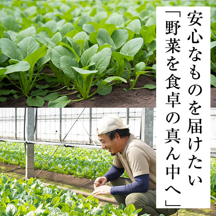 【期間限定・訳あり】志布志湾小松菜ゴールド(計2kg 200g×10袋) 小松菜 こまつな こまつ菜 野菜 やさい 小分け パスタ ナムル スムージー ラーメン 炊き込みご飯 期間限定 訳あり 訳アリ 鹿児島県産 志布志 a2-080