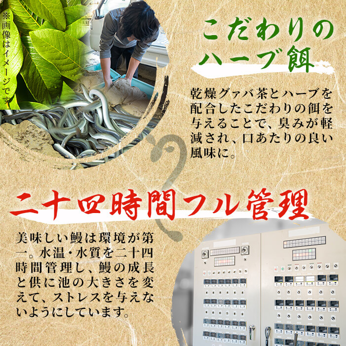 【数量限定】鹿児島県産 伊崎田のうなぎ蒲焼 ＜130g以上＞× 2尾(計260g以上)  鰻 うなぎ ウナギ 蒲焼き 2尾 国産 九州産 鹿児島県産 冷凍 おつまみ 鰻重 うな丼 a4-082