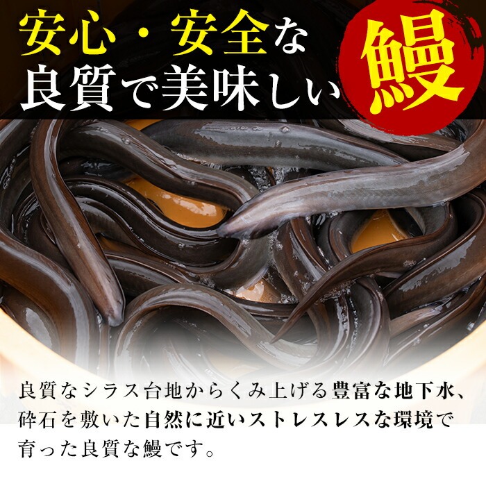 名水慈鰻2尾＆ほうじ茶セット 名水慈鰻(185g以上×2尾)＆ほうじ茶ティーバッグ(3g×15個) 鰻 うなぎ 蒲焼き かばやき うな重 冷凍 鰻重 お茶 ほうじ茶 焙じ茶 ティーバック パック a8-084