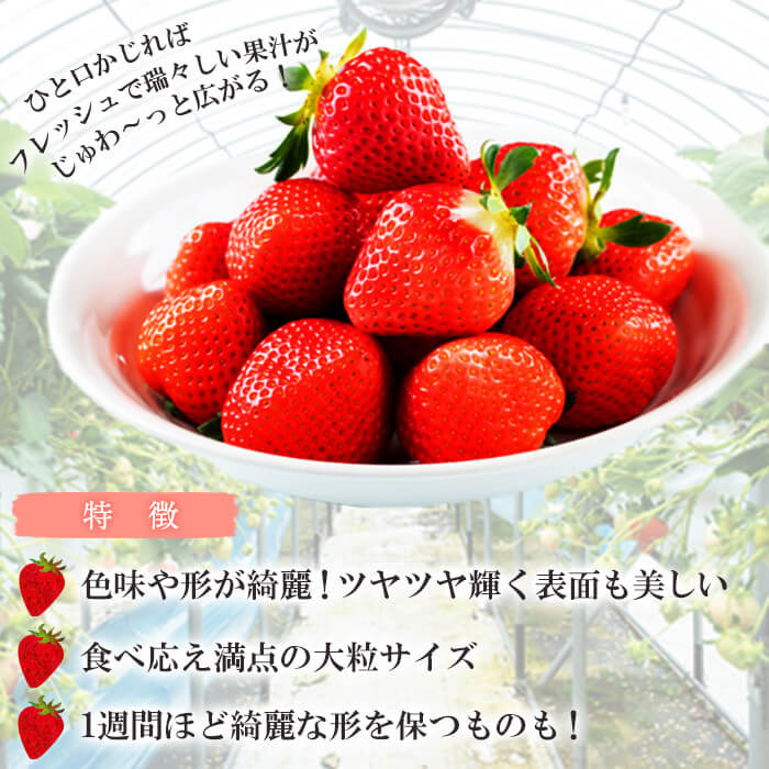 【数量限定】鹿児島県産朝採れイチゴ「恋みのり」約540g(約270g×2パック) いちご イチゴ 苺 果物 フルーツ スイーツ デザート お菓子 人気 甘い 大粒 ジャム スムージー p7-048