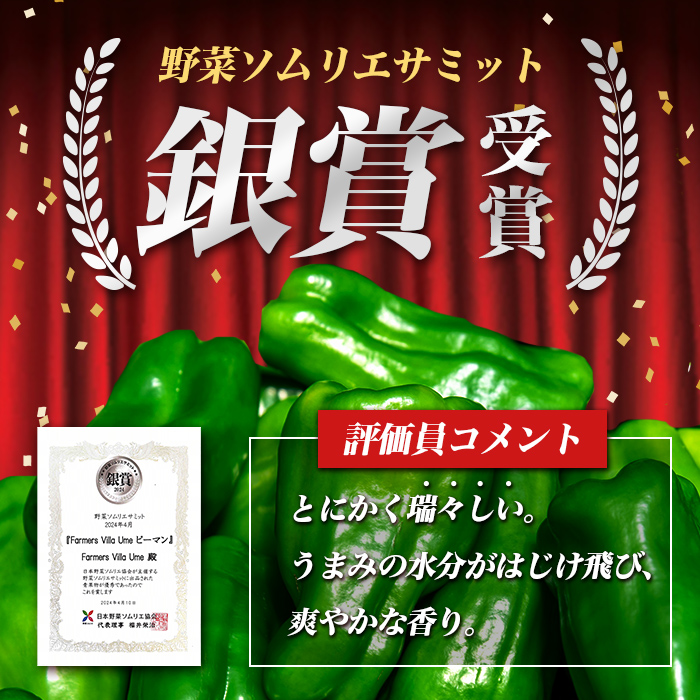 志布志産ピーマン(1kg) ピーマン 野菜 やさい ぴーまん 新鮮 常温 常温保存 おかず 詰め合わせ 銀賞 銀賞受賞 野菜ソムリエサミット p8-149