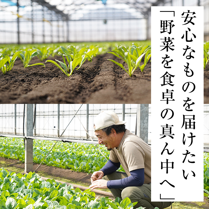 【定期便3回】【数量限定・訳あり】志布志湾ほうれん草(計3kg 1kg×3回) サラダ おひたし お味噌汁 スムージー ほうれん草 ジュース ほうれんそう t0021-003