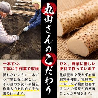 大地の宝！志布志産自然薯 1kg以上(1～2本入り) a1-108