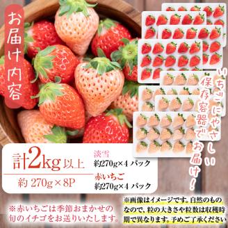 鹿児島県産いちご！志布志発祥白いちご「淡雪」4Pと季節おまかせ赤いちご4Pセット(計2kg・約270g×8P) c0-015