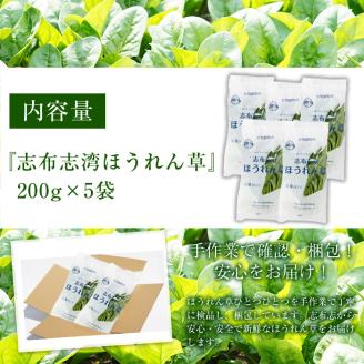 【数量限定】志布志湾ほうれん草(200g×5袋 合計1kg) サラダ おひたし お味噌汁 スムージー ほうれん草 ジュース ほうれんそう a1-032