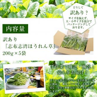 【数量限定・訳あり】志布志湾ほうれん草(計1kg 200g×5袋) サラダ おひたし お味噌汁 スムージー ほうれん草 ジュース ほうれんそう p7-034