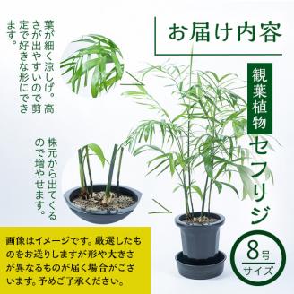 【数量限定】観葉植物 セフリジ ８号サイズ b2-023